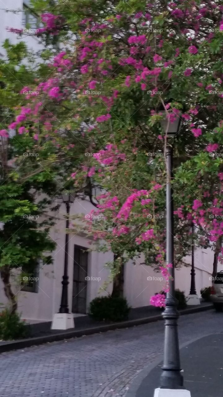 flowers by the sidewalk. visiting old san Juan