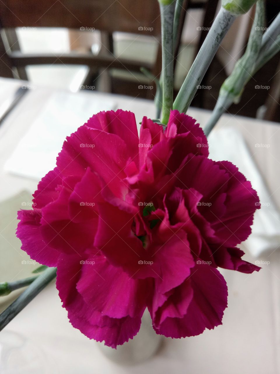 Beautiful single carnation flower in the restaurant table with dark pink petals.