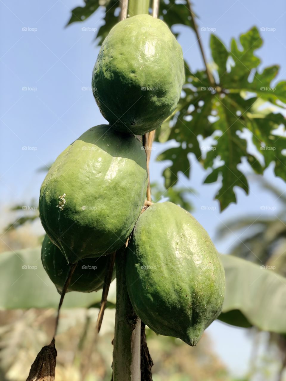 Papaya tree