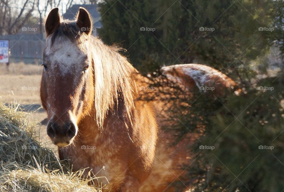 Golden Mane