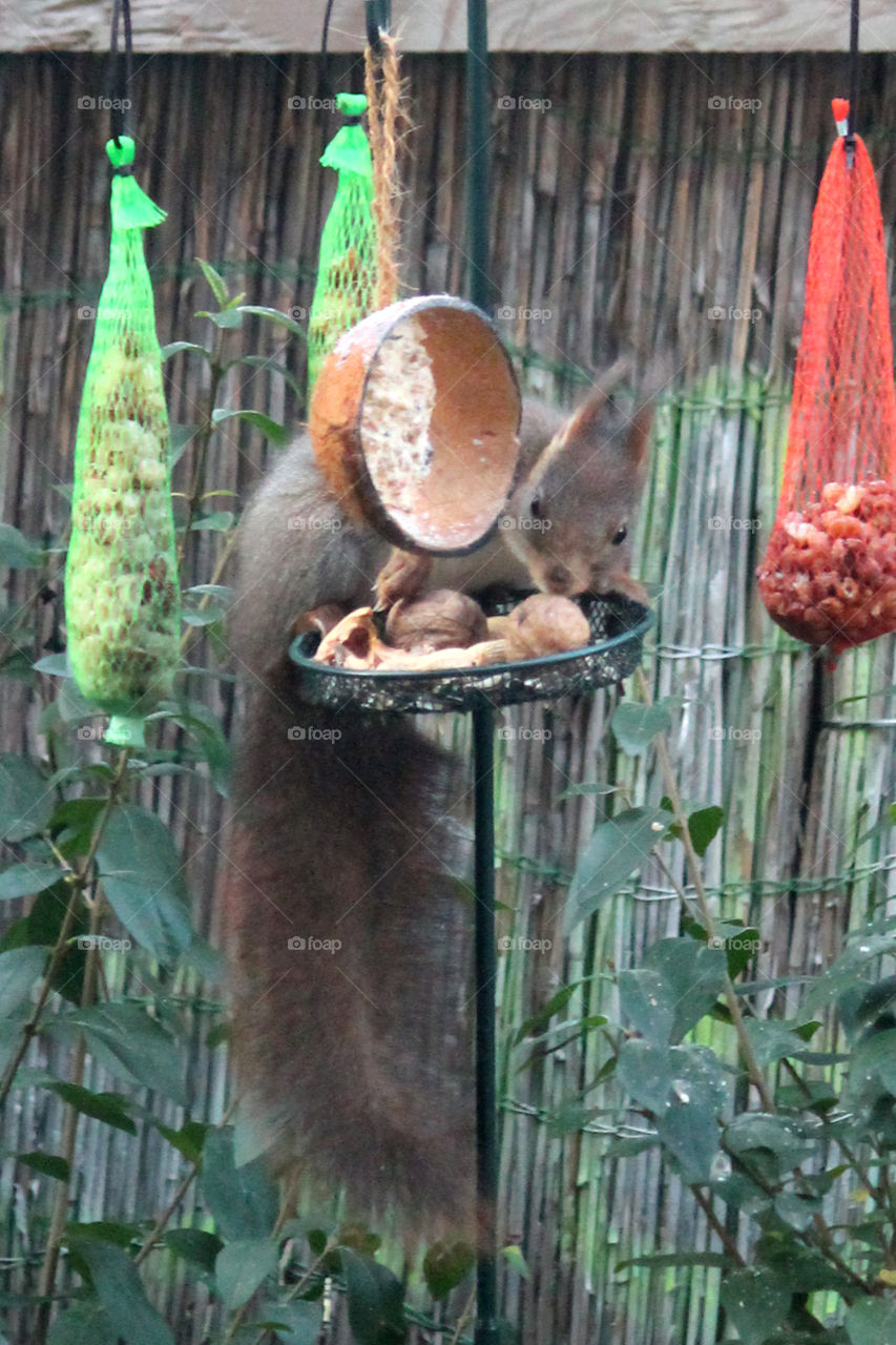 Squirrel feeds