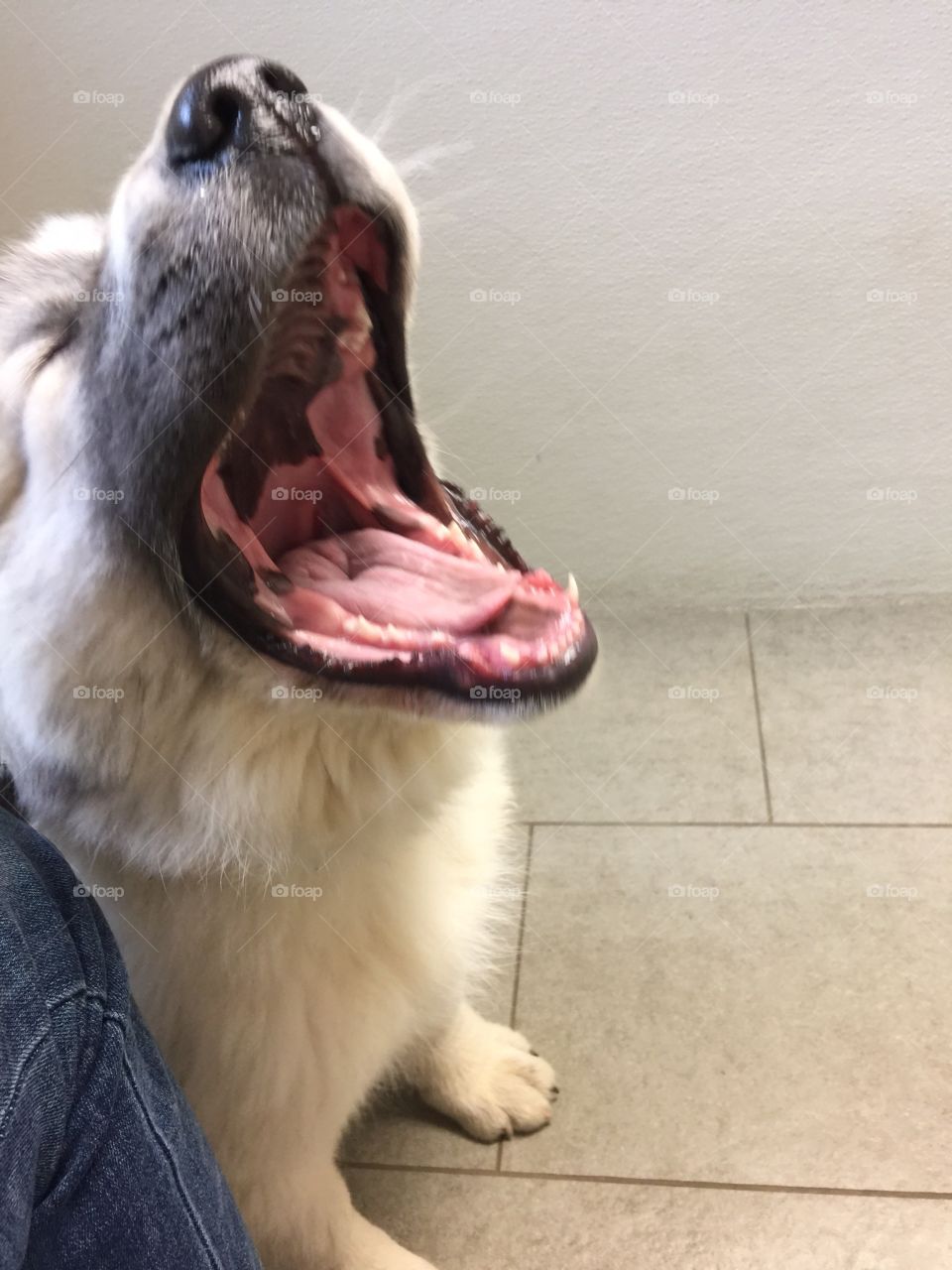 Big puppy yawn