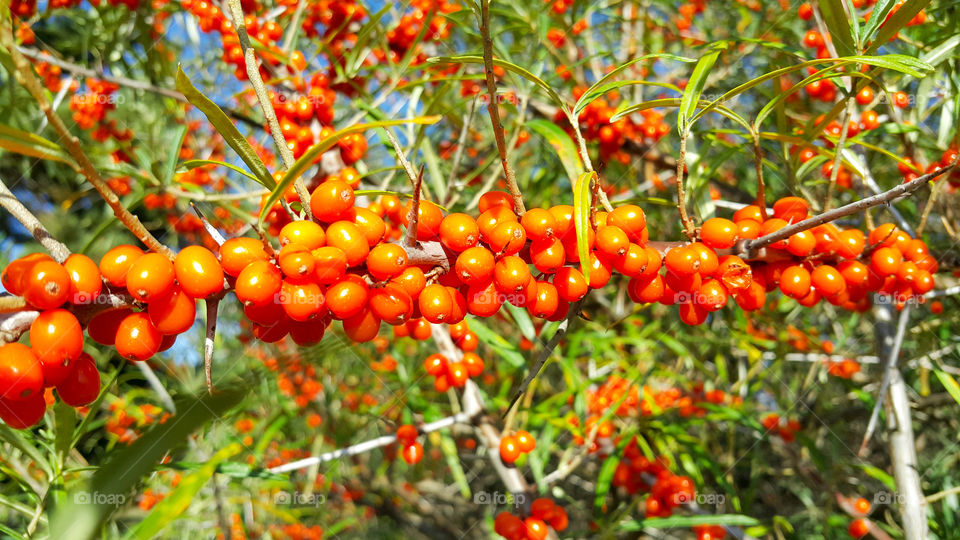 sea buckthorn berries on sea buckthorn Bush, colorful orange color
