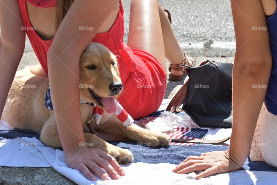 Cute puppy enjoying Fourth of July parade with its owners