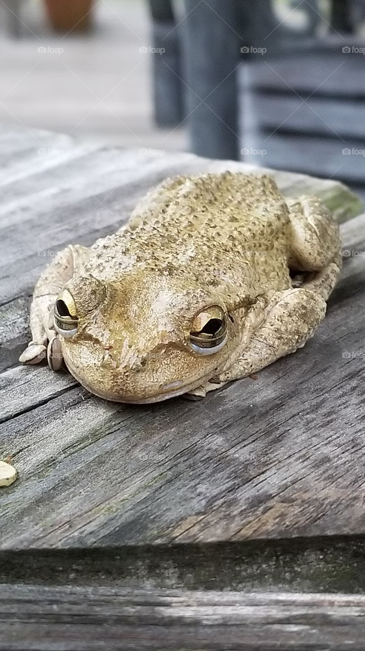 Found this little frog in the backyard,  looks golden and smiling