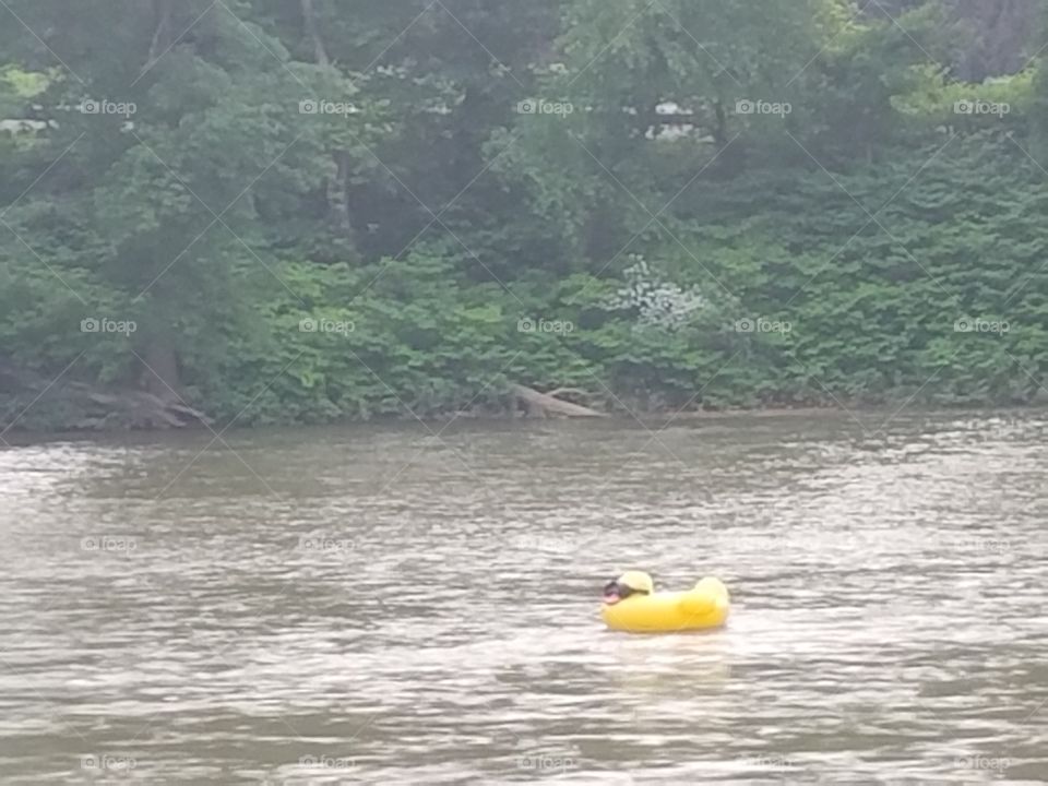Rubber duck on the river
