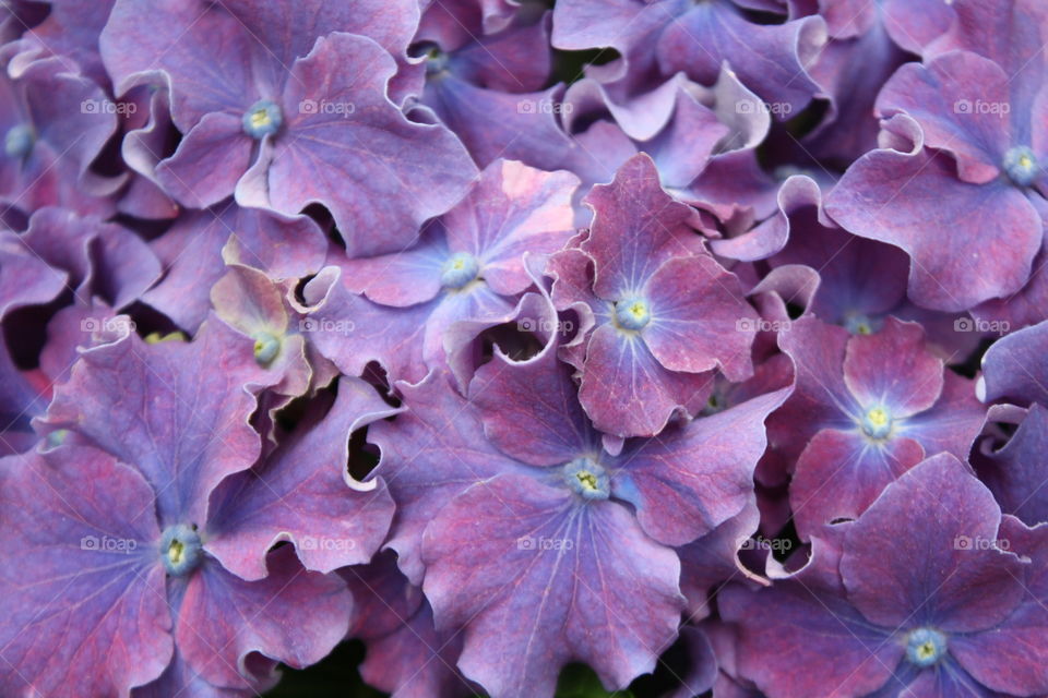 Hydrangea in bloom