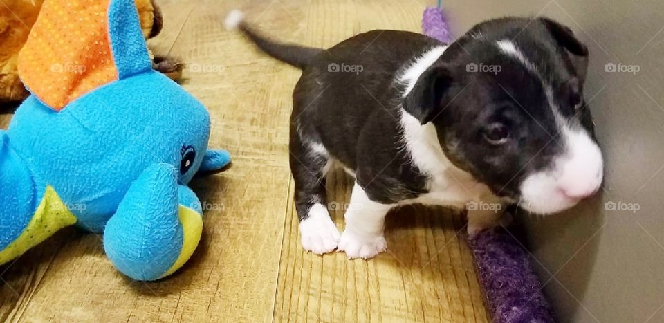 Sleepy miniature bull terrier can barely stand,  just lay down and take a nap Milli