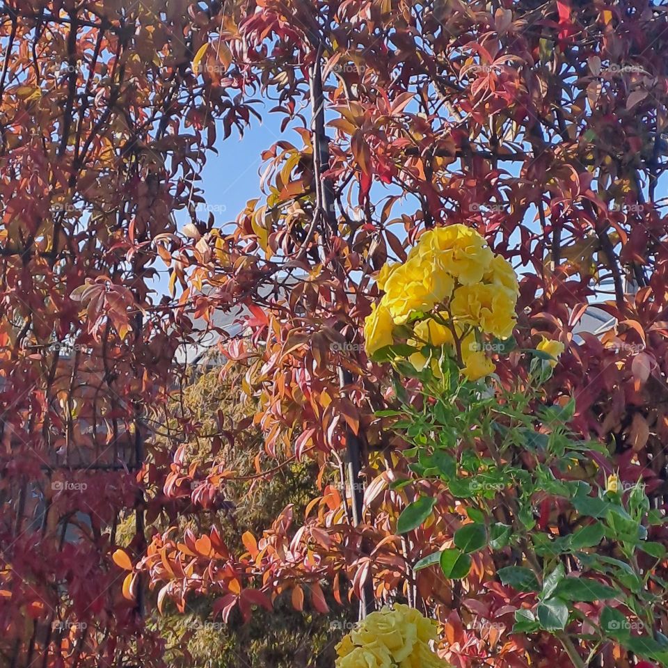 autumn leaves rust red yeloow flower against blue sky U.K