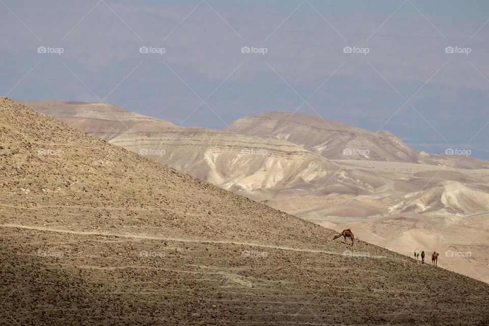 Desert mountains with camels walking in the path