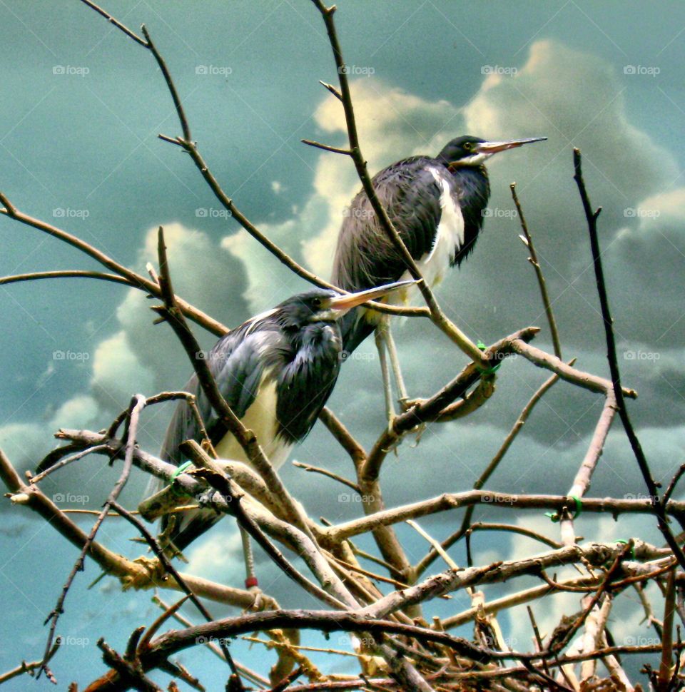 Herons