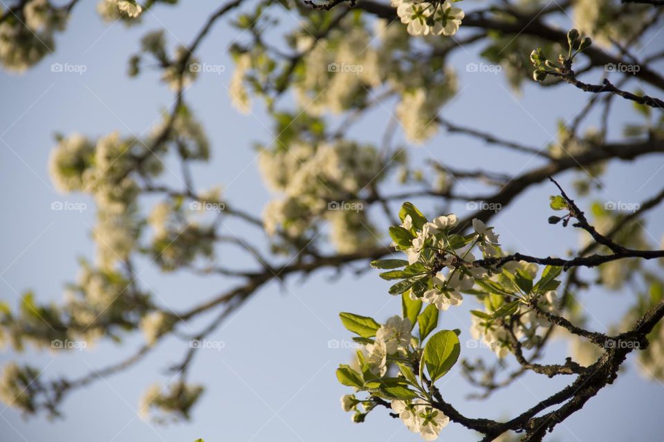 Spring flowering of trees and flowers on a sunny day in spring.
