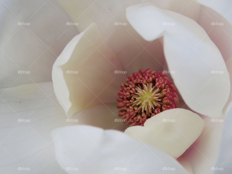 Magnolia bloom