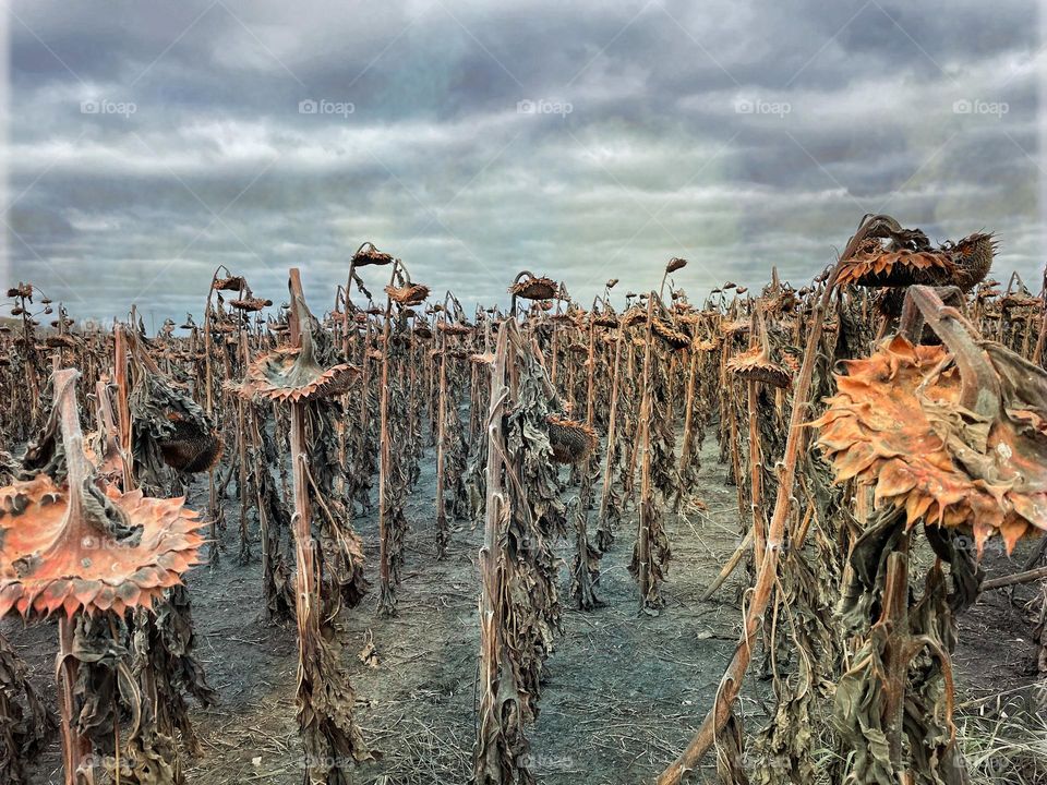 Field of dead sunflowers 