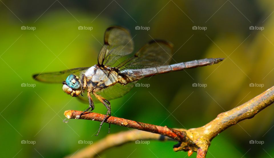 Blue Dasher Dragonfly, Slidell, La. 