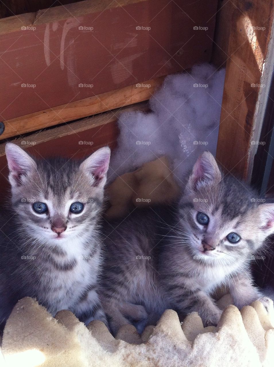 Kittens