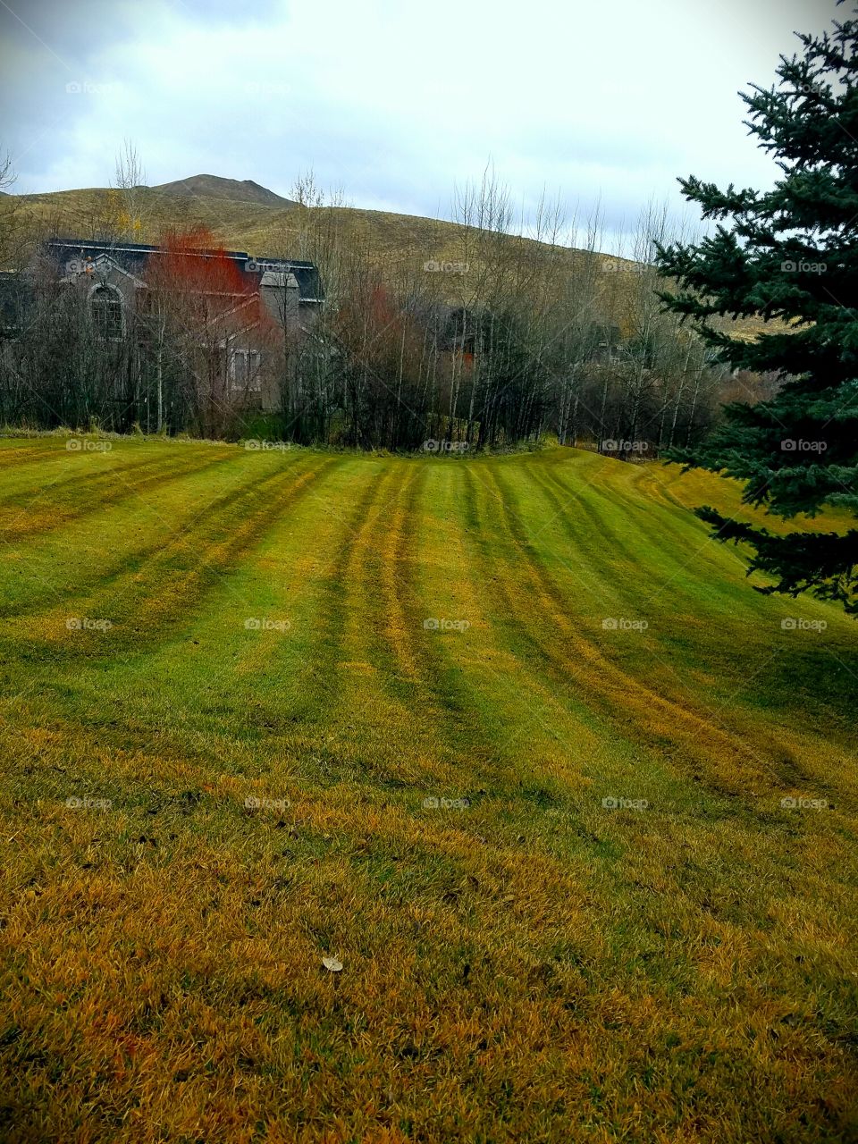 lines grass