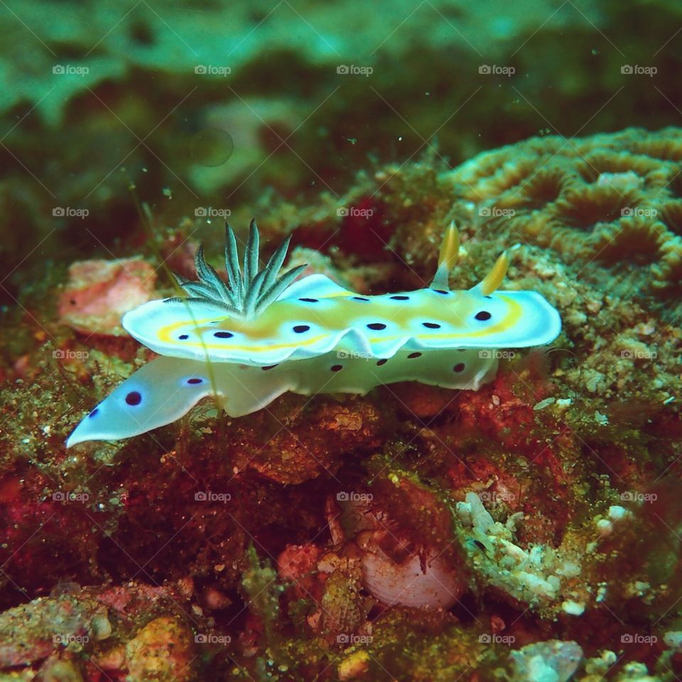 Nudibranch frolicking in the surge