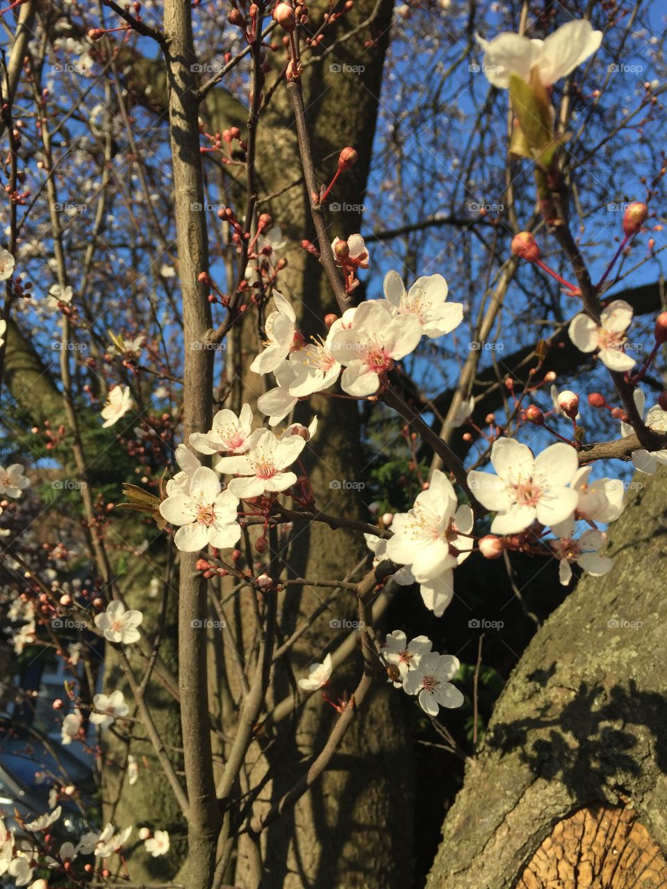 Blossom in February 