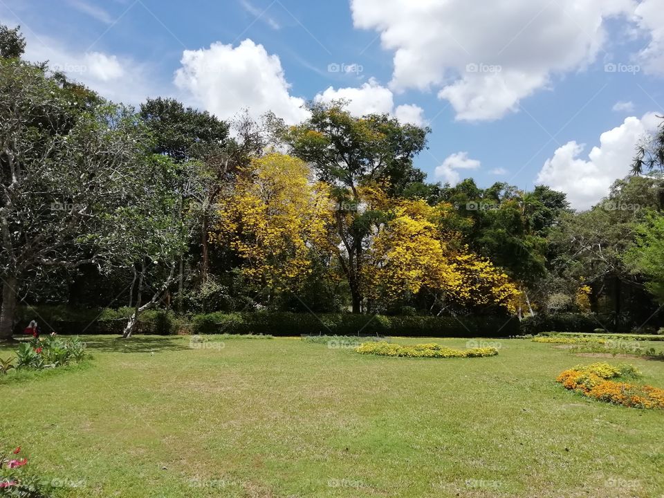 Beautiful sceneries at the botanical Garden