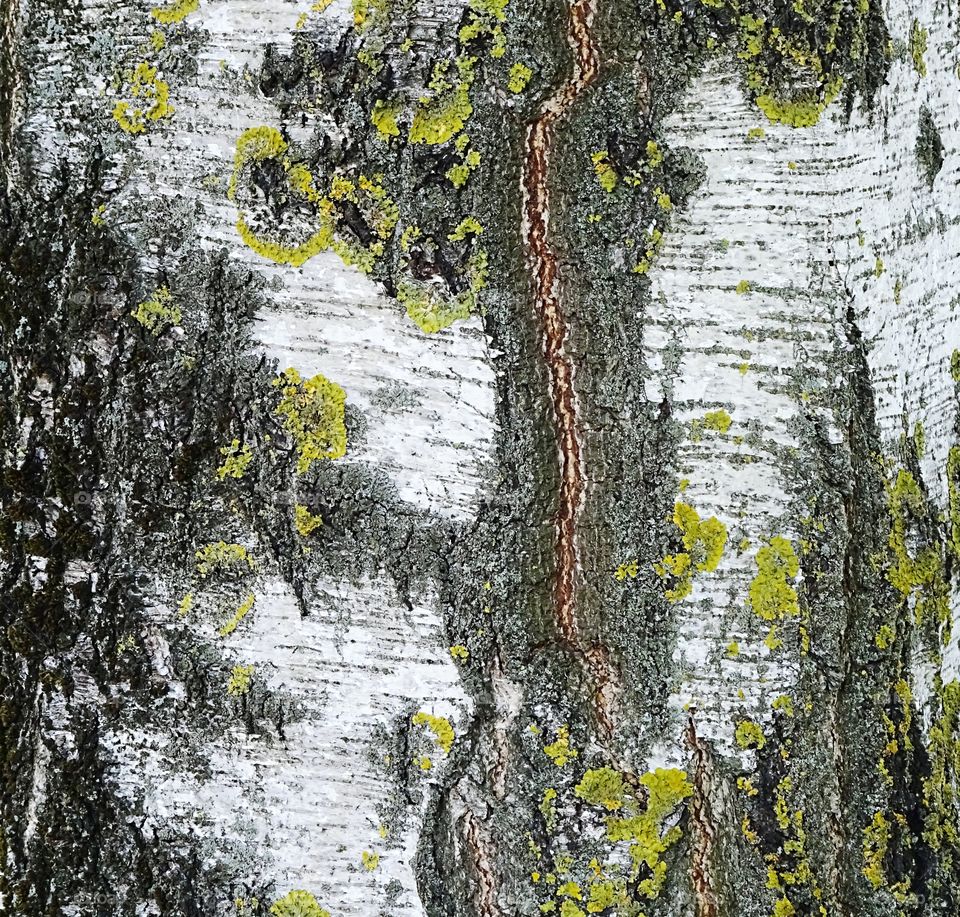 Birch tree texture background