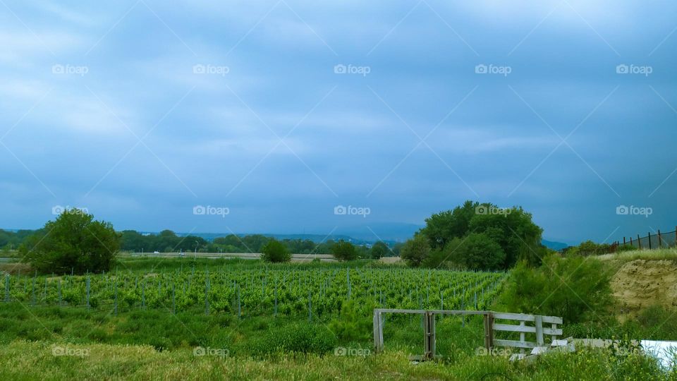 vineyard