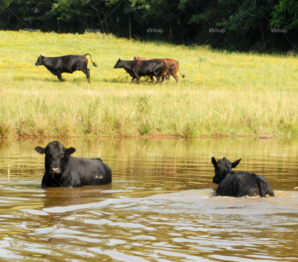 pond bathing bath cows by lightanddrawing