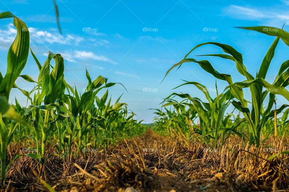 Foap, Cities and Countrysides: A ground level view of young cornstalks growing among wheat stubble in a no-till crop rotation operation. Raleigh, North Carolina. 