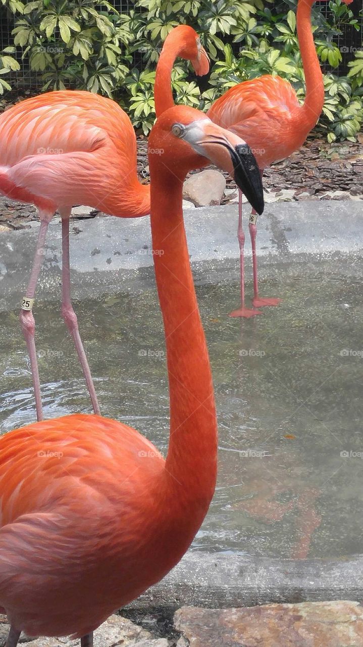 flamingos head study
