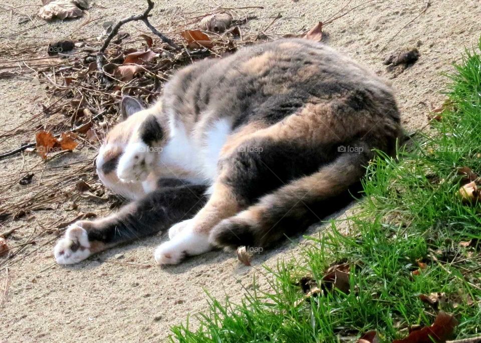 Hemingway Calico rolls in Sandtrap
