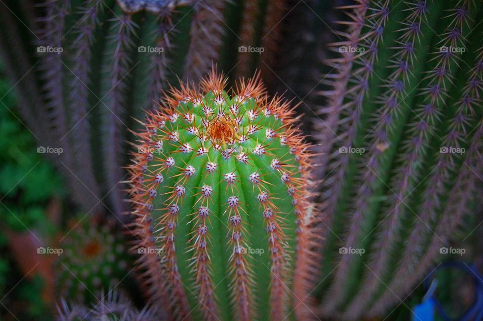 cactus in the botanical garden