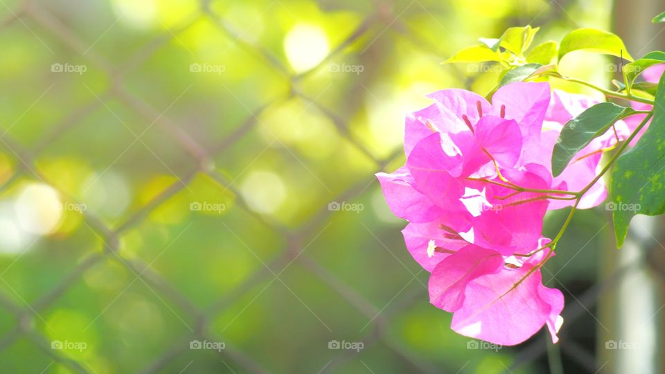 Bougainvillea flower