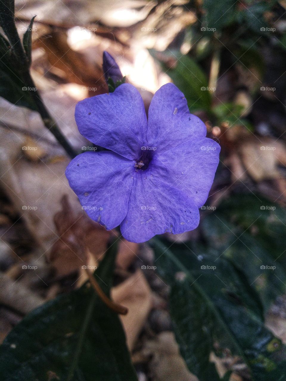 Vinca minor is a species of flowering plant in the dogbane family,