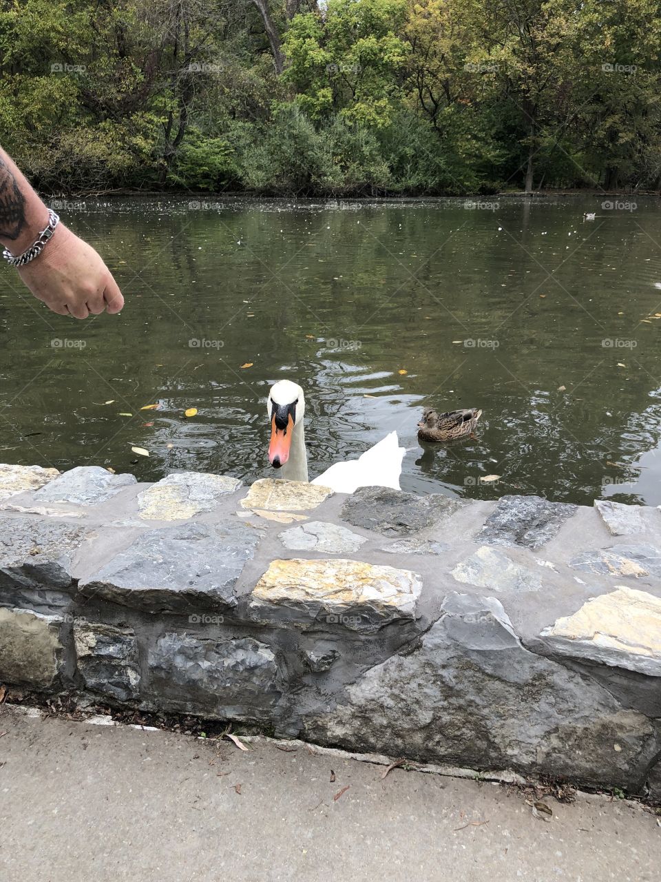 Local park ducks  swan coming up to a Stone wall 