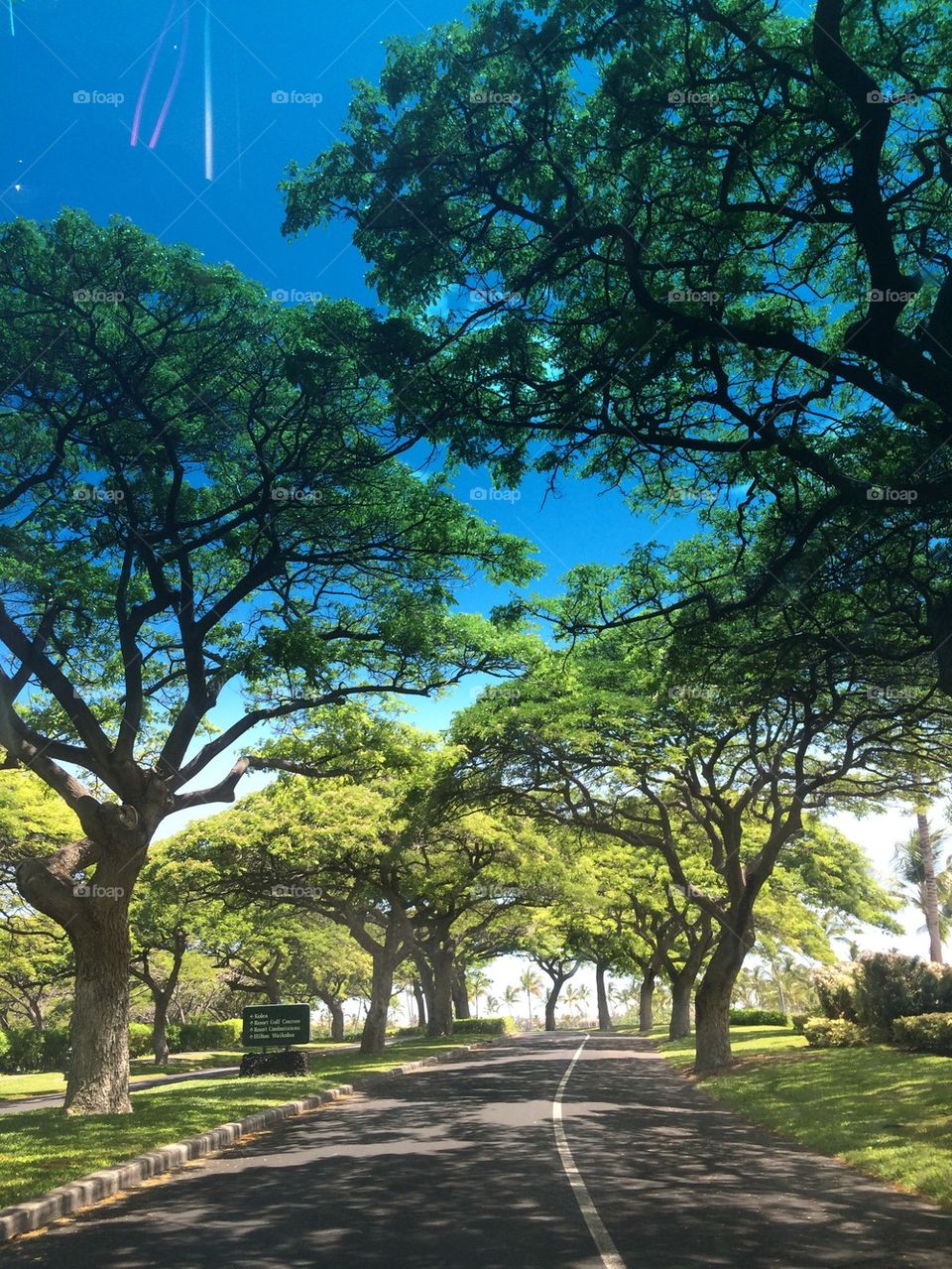 Tree covered road. Mauna Kea resort