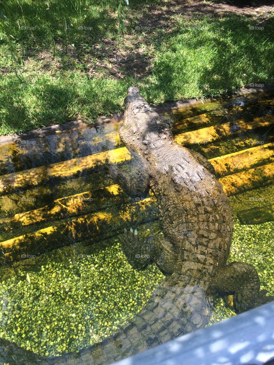 Alligator Basking