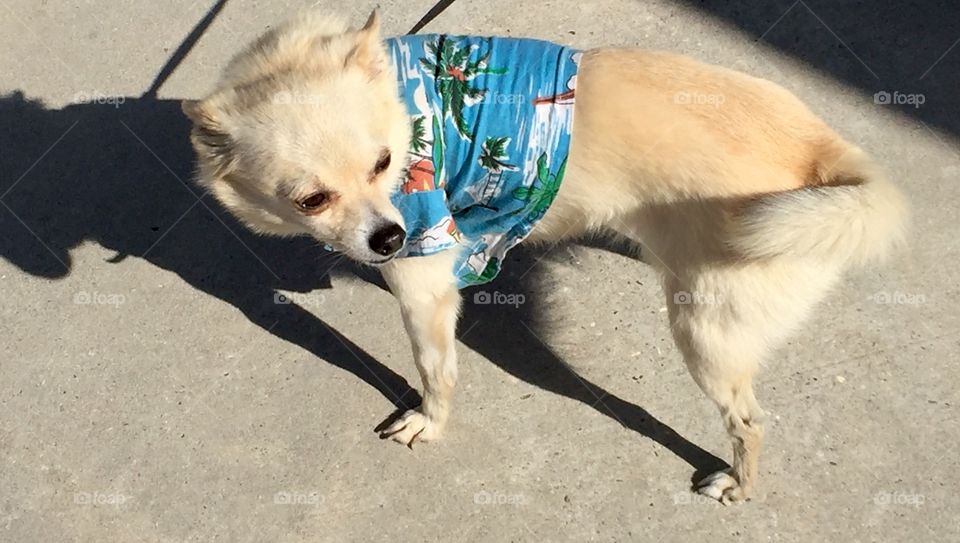Chihuahua dog wearing pet clothing