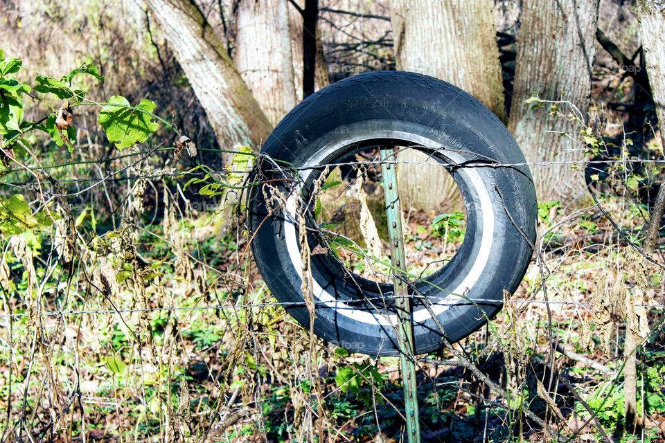 Tire in Woods