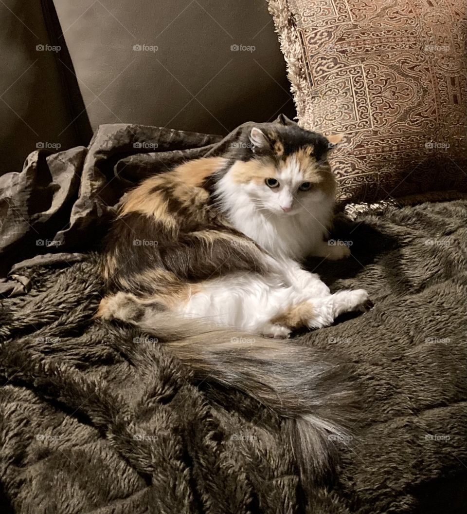 Cozy spot on the couch 