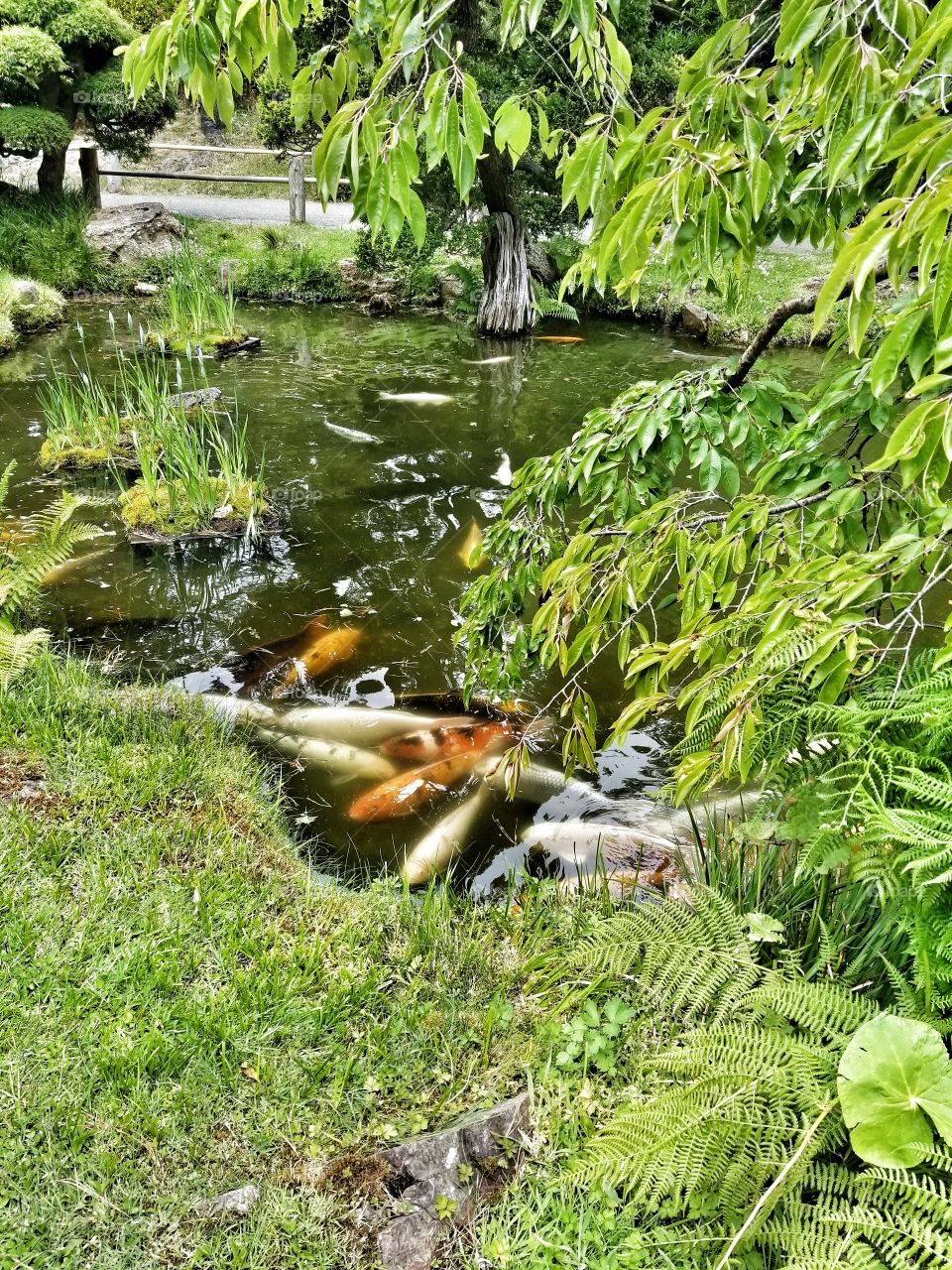 Koi Pond