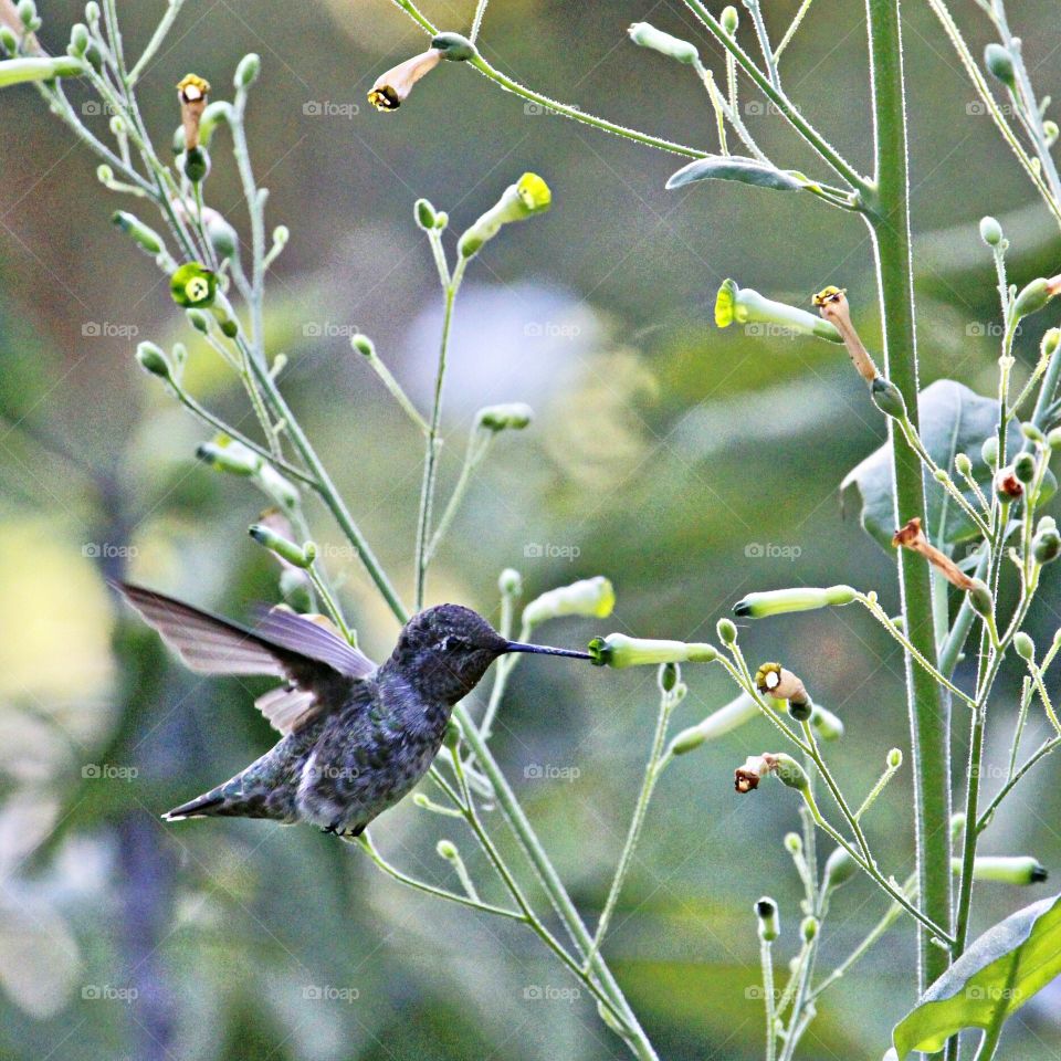 nature. Bird watching. Northern California