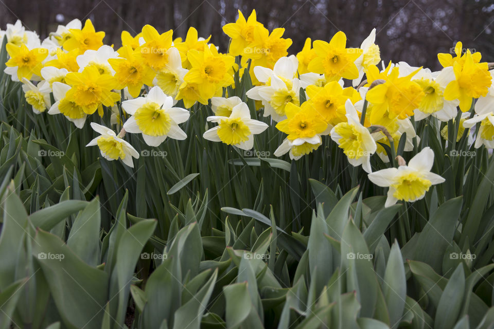 Field of Daffodils in springtime