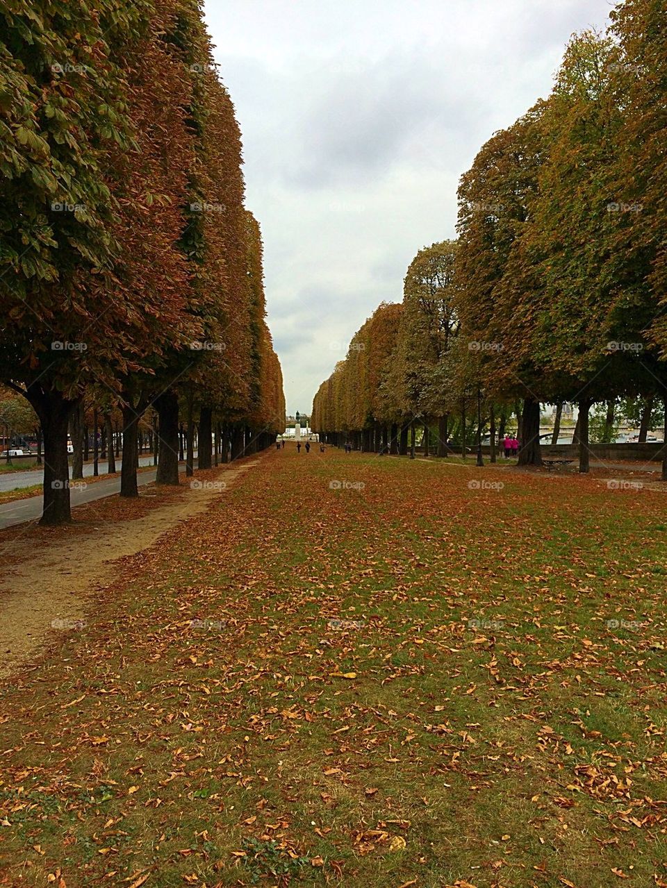 Fall leaves in Paris, France