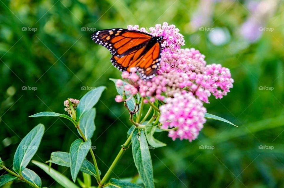 Monarch Butterfly . Monarch Butterfly a top a butterfly weed .
