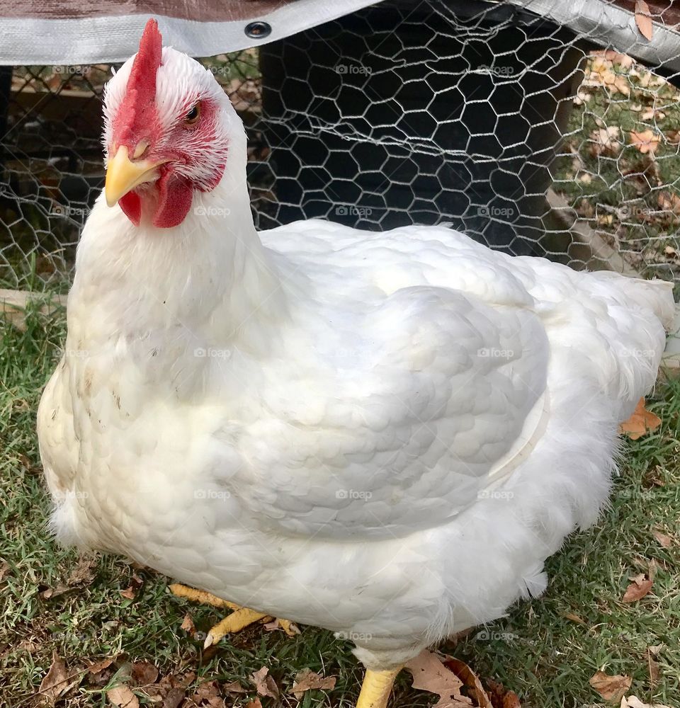 Grumpy mood Cornish Cross broiler hen