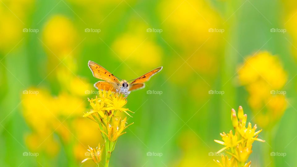 Butterfly on flower