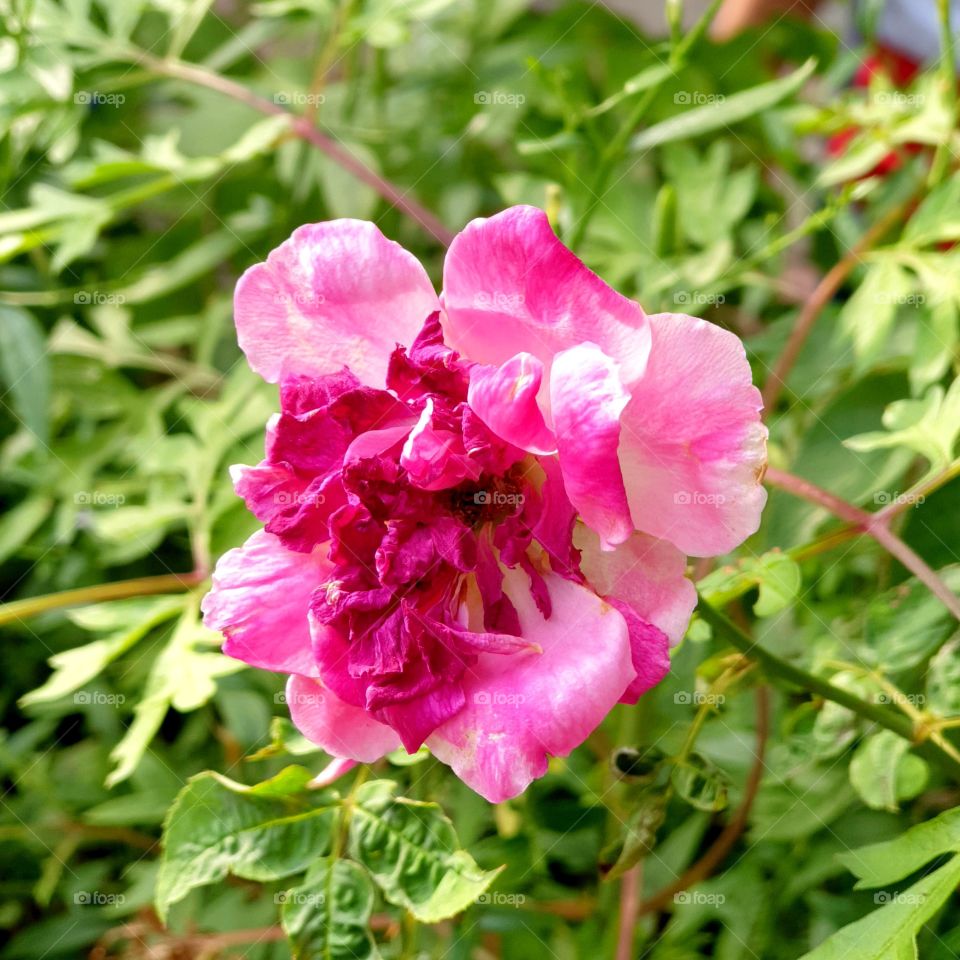 flower potrait in wonderful evening