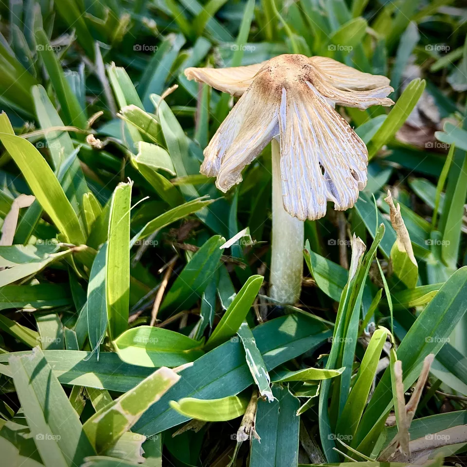 Mushrooms 