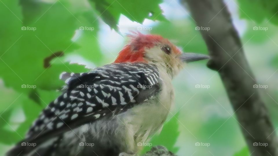 Woodpecker high in the tree
