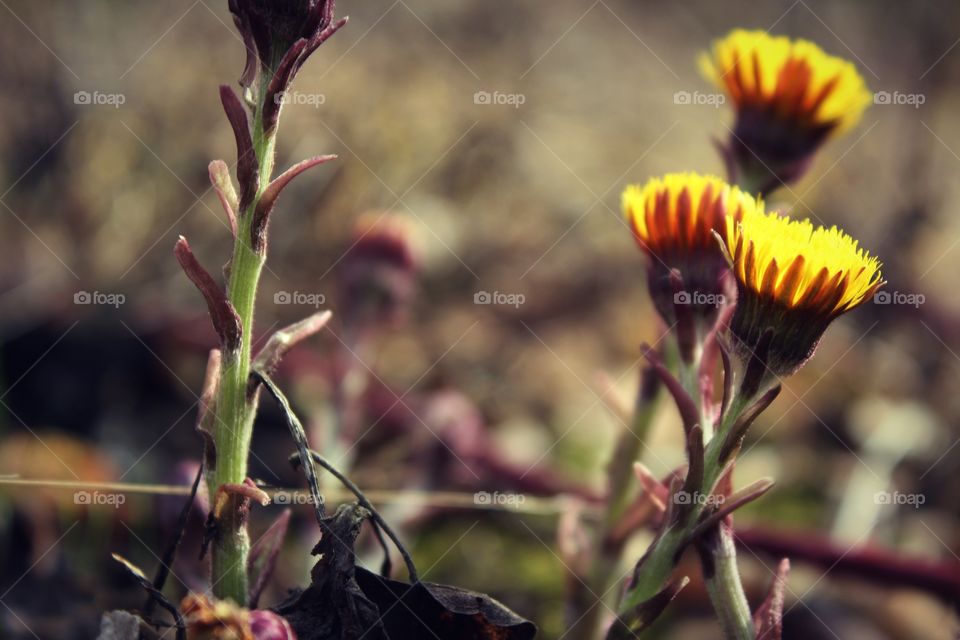 yellow flowers